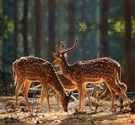 Forests & Wildlife