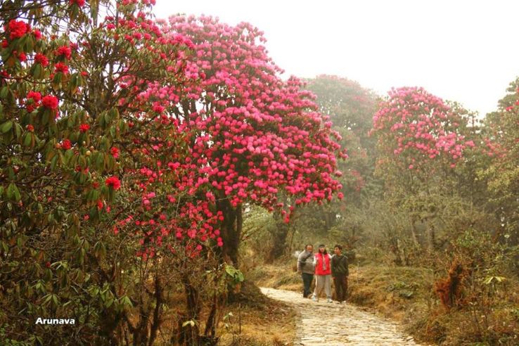 Hillay-Barshey Rhododendron Sanctuary ,West Sikkim